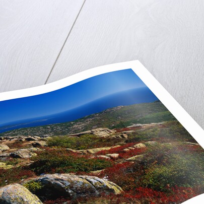 Granite Outcrops on Cadillac Mountain by Anonymous