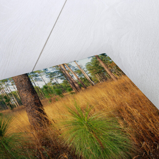 Pine Trees in Tall Grass by Anonymous
