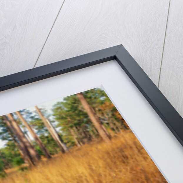 Pine Trees in Tall Grass by Anonymous