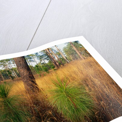 Pine Trees in Tall Grass by Anonymous