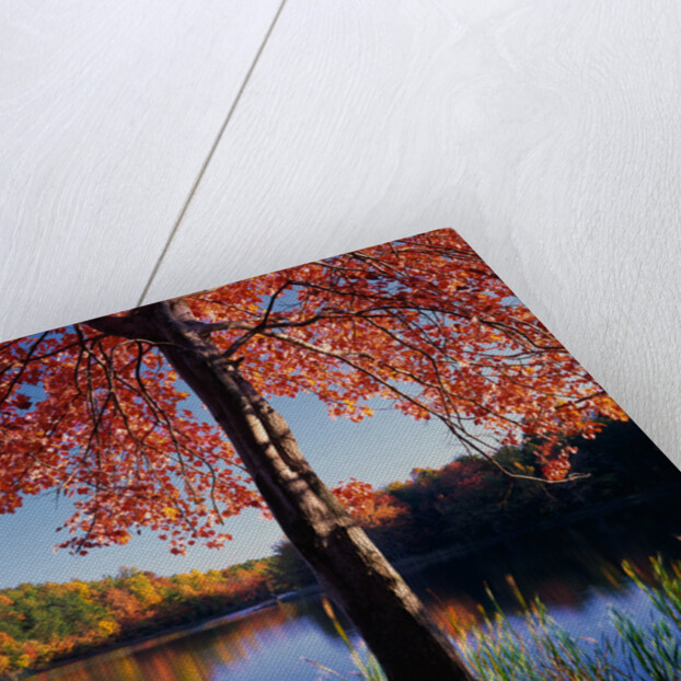 Red Maple on Lookout Lake by Anonymous