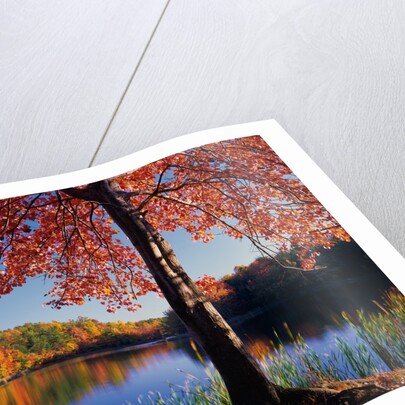 Red Maple on Lookout Lake by Anonymous