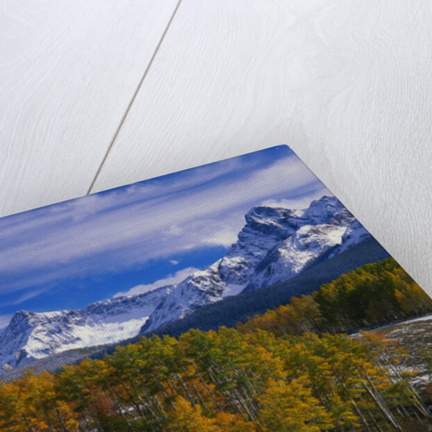 Golden Aspens and Mount Sneffels by Anonymous