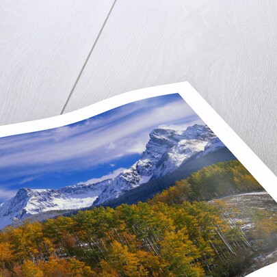 Golden Aspens and Mount Sneffels by Anonymous