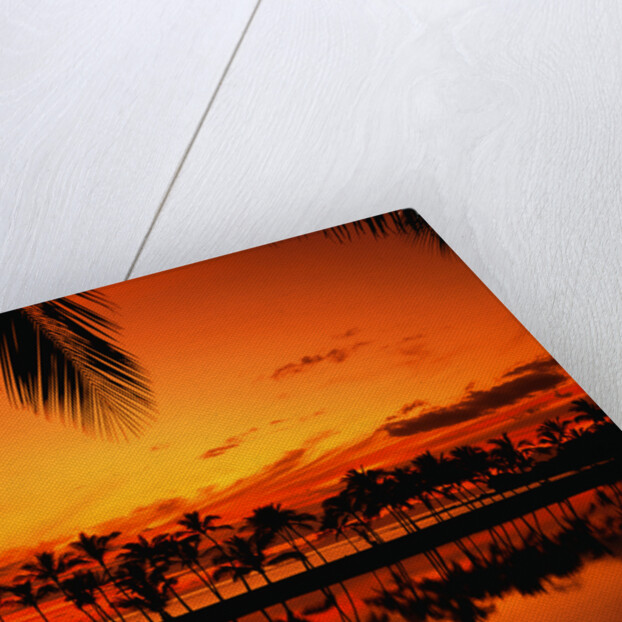 Palm Tree Silhouettes at Sunset by Anonymous