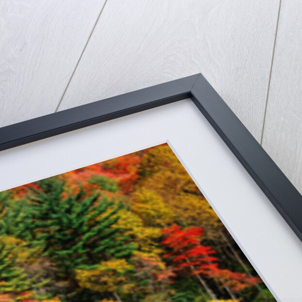 Reflections on Lake Conasauga by Anonymous