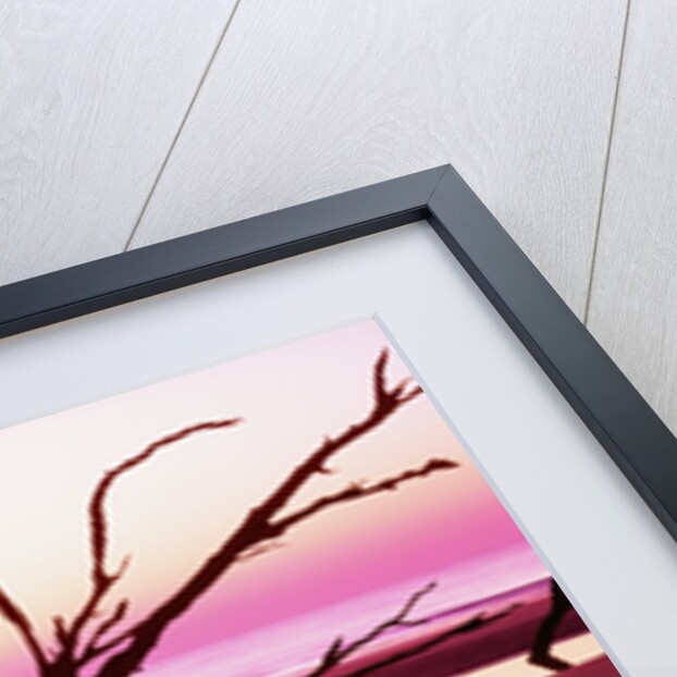 Boneyard Beach on Wassaw Island by Anonymous