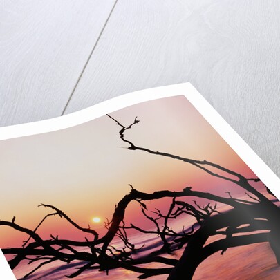 Boneyard Beach on Wassaw Island by Anonymous