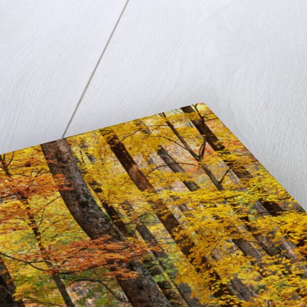Hardwood Forest in Autumn by Anonymous