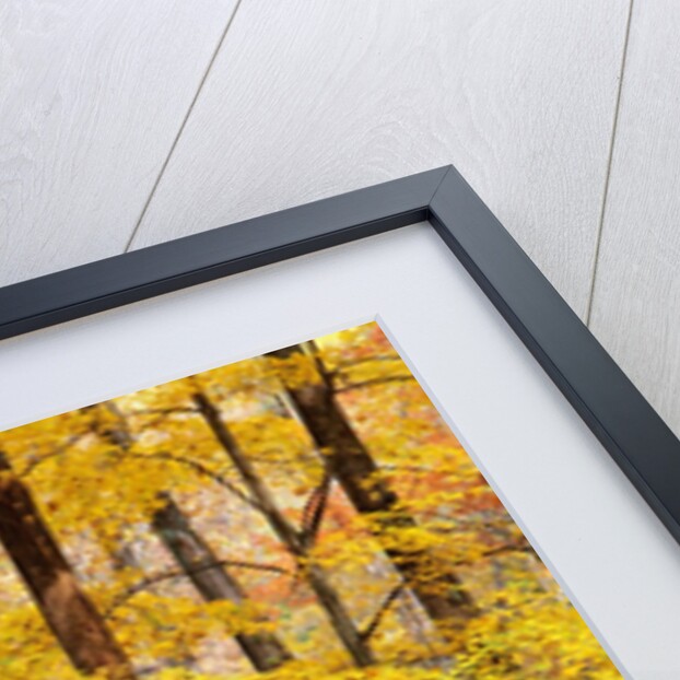 Hardwood Forest in Autumn by Anonymous