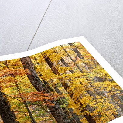 Hardwood Forest in Autumn by Anonymous