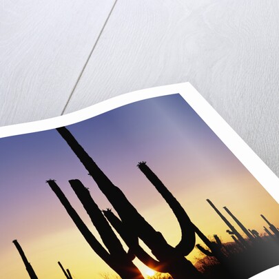 Silhouettes of Saguaro Cacti at Sunset by Anonymous