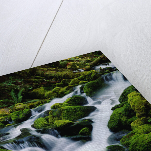 Moss-Covered Boulders at Sol Duc Falls by Anonymous