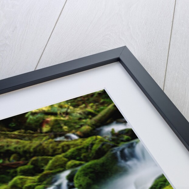 Moss-Covered Boulders at Sol Duc Falls by Anonymous
