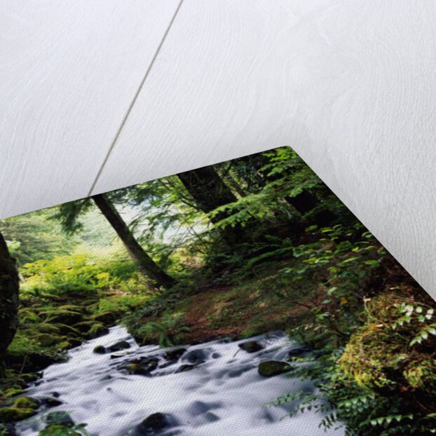Olympic National Park Stream by Anonymous