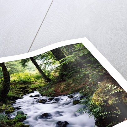 Olympic National Park Stream by Anonymous