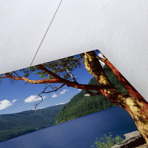 Pacific Madrone by Lake Crescent