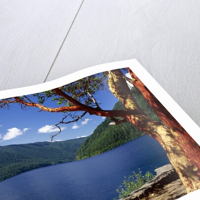 Pacific Madrone by Lake Crescent