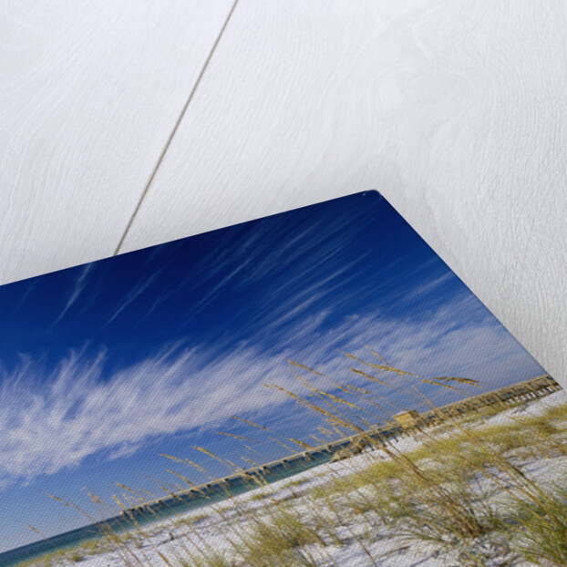 Sea Oats and White Sand Dunes by Anonymous