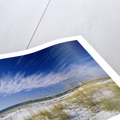 Sea Oats and White Sand Dunes by Anonymous