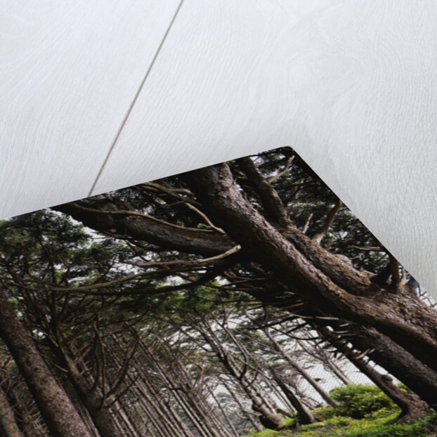 Spruce Trail at Kalaloch Beach by Anonymous