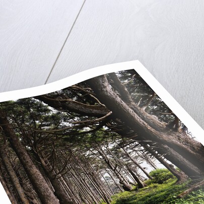 Spruce Trail at Kalaloch Beach by Anonymous