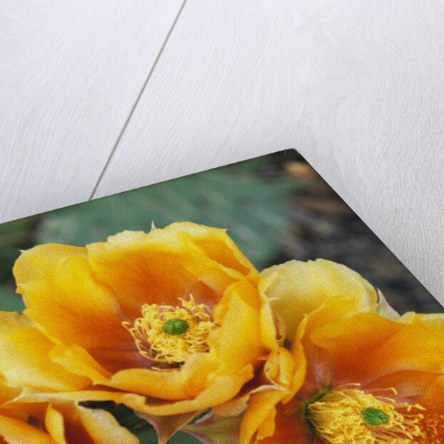 Prickly Pear Cactus Blossoms by Anonymous