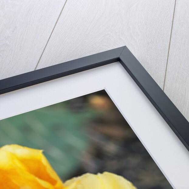 Prickly Pear Cactus Blossoms by Anonymous