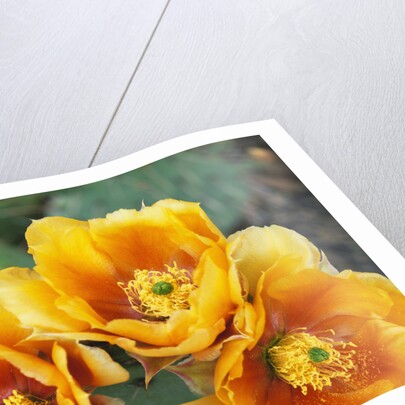 Prickly Pear Cactus Blossoms by Anonymous