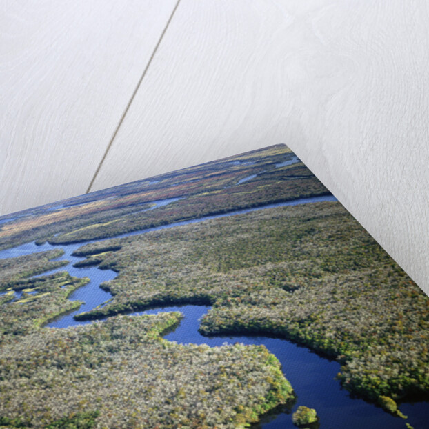 Altamaha River by Anonymous