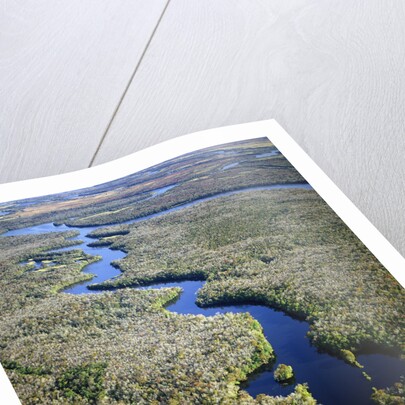 Altamaha River by Anonymous