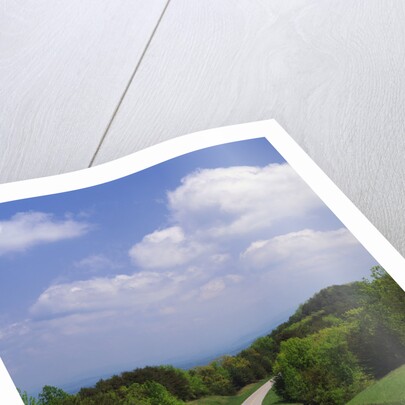 Highway Passing Through Taledega National Forest by Anonymous