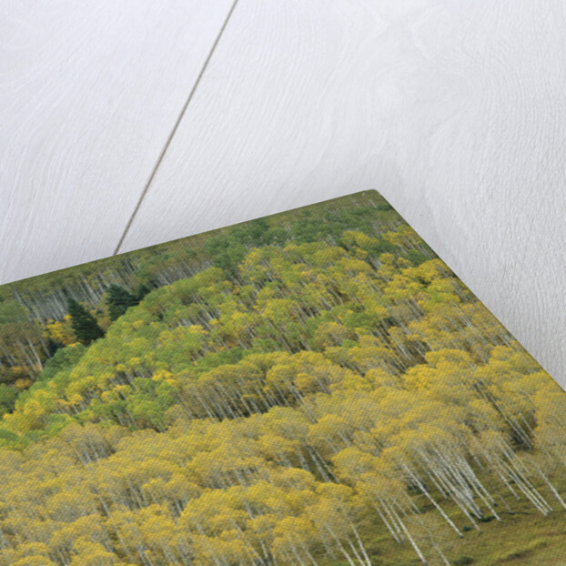 Aspens in Castle Creek Valley by Anonymous