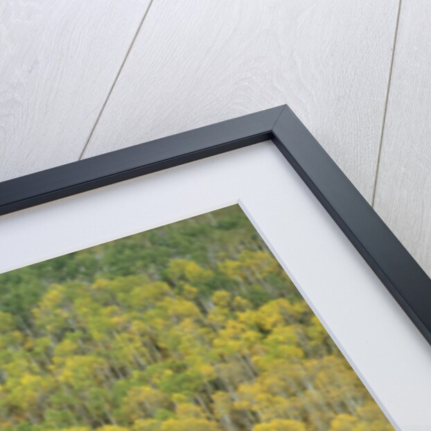 Aspens in Castle Creek Valley by Anonymous