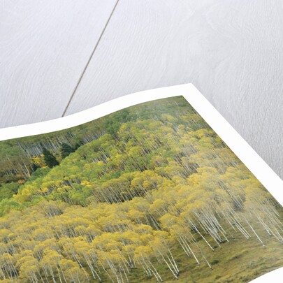 Aspens in Castle Creek Valley by Anonymous