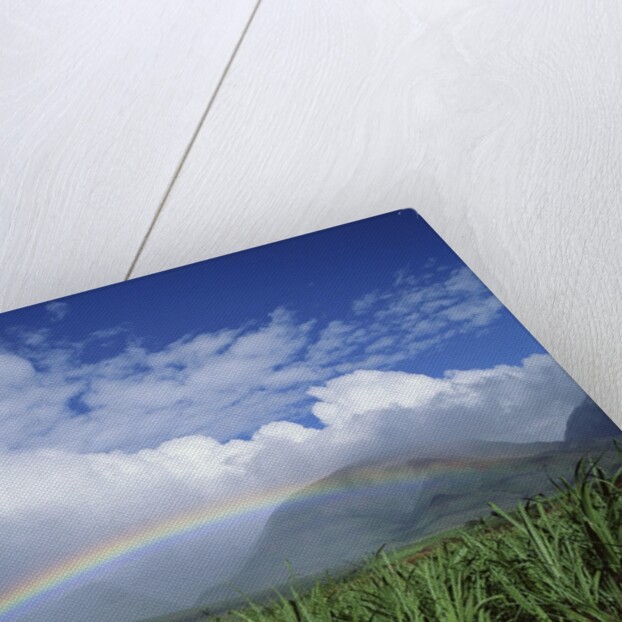 Rainbow Above Sugar Cane Field on Maui by Anonymous