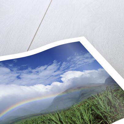 Rainbow Above Sugar Cane Field on Maui by Anonymous