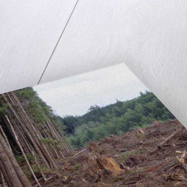 Clearcut in Olympic National Forest by Anonymous