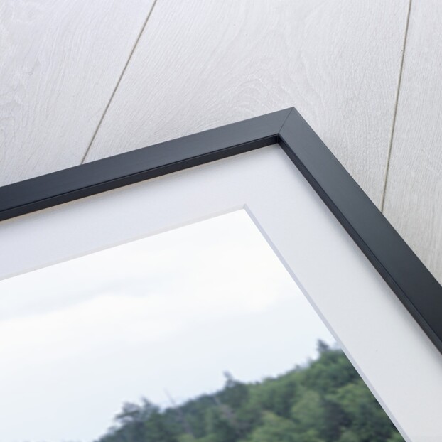 Clearcut in Olympic National Forest by Anonymous