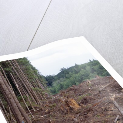 Clearcut in Olympic National Forest by Anonymous
