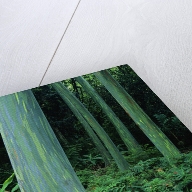 Rainbow Eucalyptus (Mindanao Gum) Trees by Anonymous