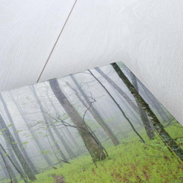 Oak Forest in Fog by Anonymous