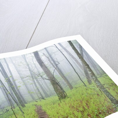 Oak Forest in Fog by Anonymous
