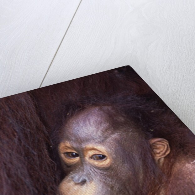 Baby Orangutan by Anonymous