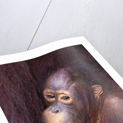 Baby Orangutan by Anonymous