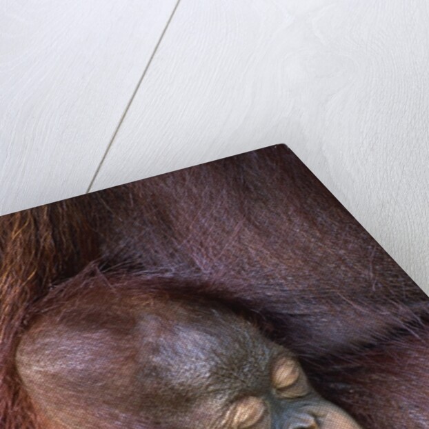 Orangutan Baby Sleeping by Anonymous