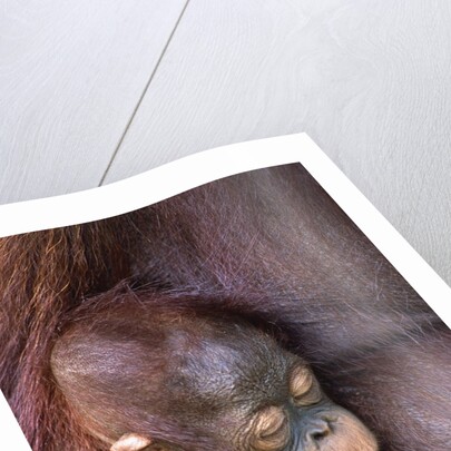 Orangutan Baby Sleeping by Anonymous