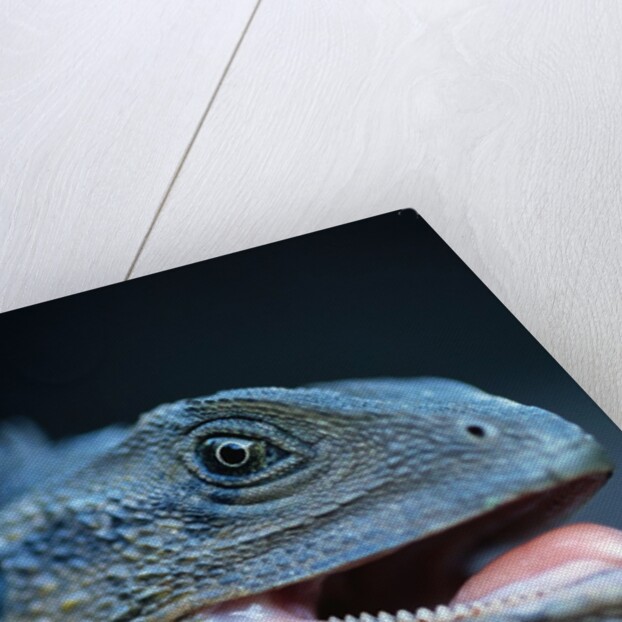 Eastern Water Dragon by Anonymous