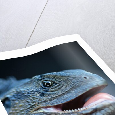 Eastern Water Dragon by Anonymous