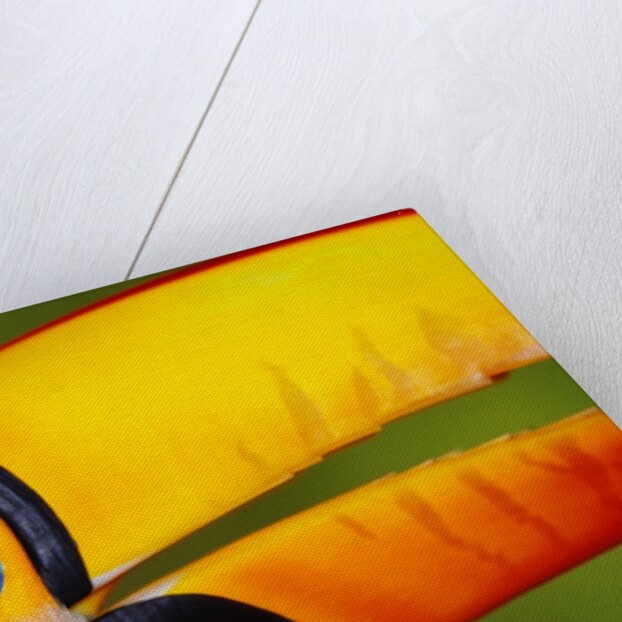 Head and Beak of a Toco Toucan by Anonymous